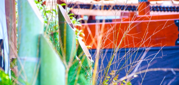 寒中見舞い 出す時期